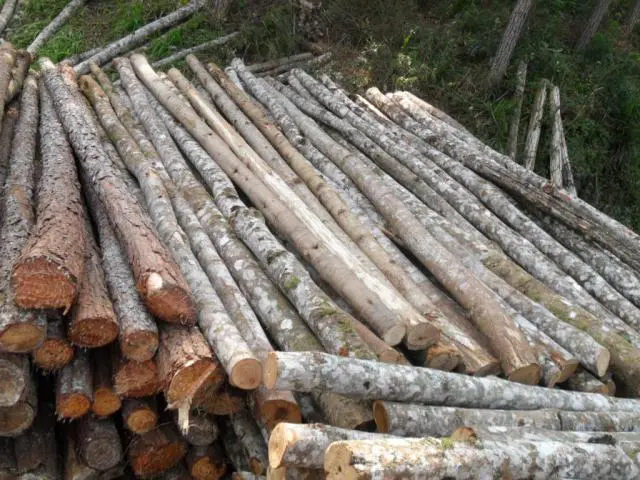 Escoramentos de Bracatinga e Eucalipto