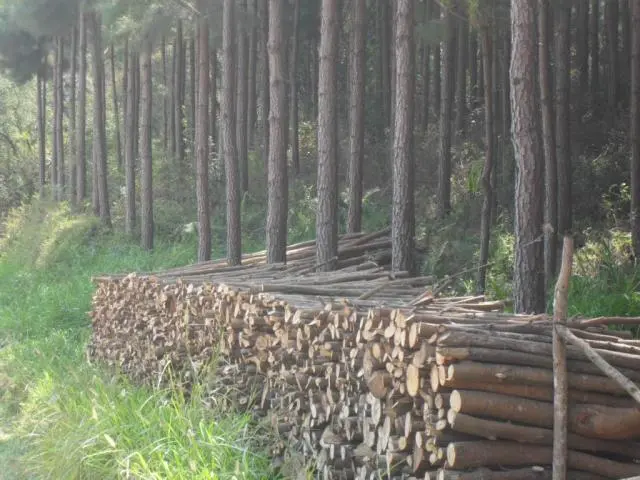 Escoramentos de Bracatinga e Eucalipto