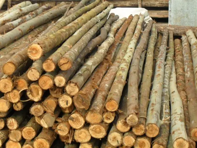 Escoras de Eucaliptos