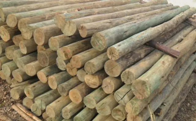 Postes de Eucaliptos Tratado para outdoor