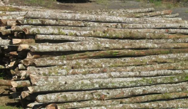 Escoras de bracatinga