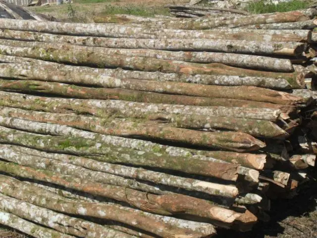 Eucaliptos, Bracatinga e Lenha