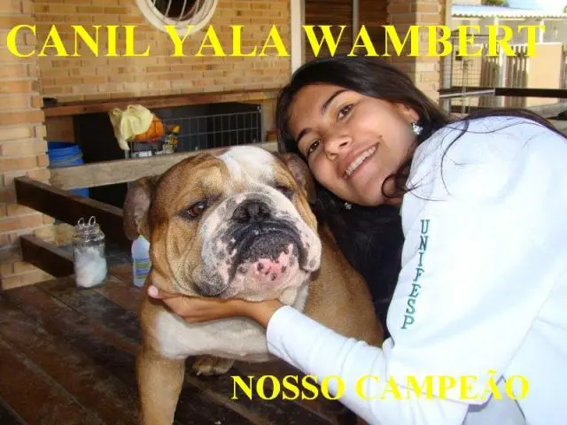 BULLDOG INGLÊS LINDAS FEMEAS DISPONIVEIS