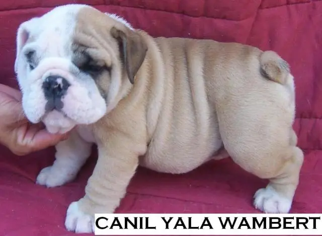 BULLDOG INGLÊS LINDAS FEMEAS DISPONIVEIS