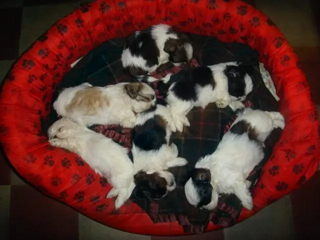 Lhasa Apso Lindos Filhotes