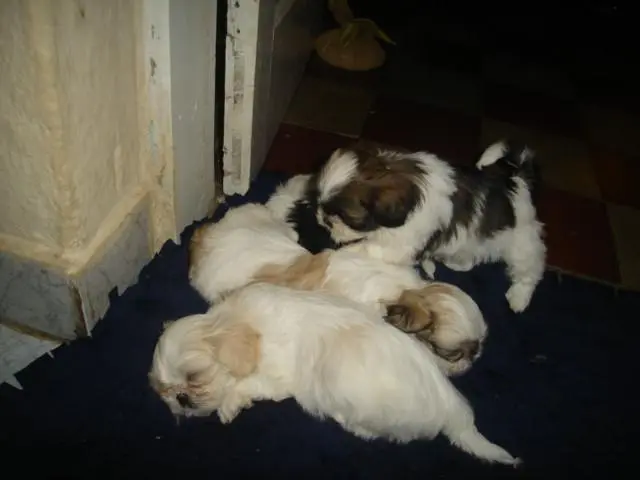 Lhasa Apso Lindos Filhotes