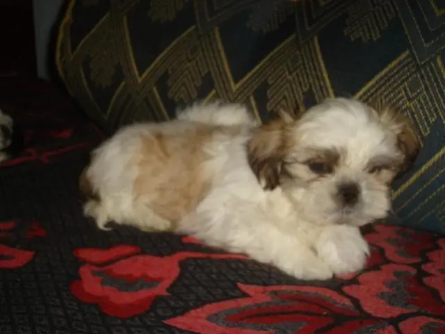 Lhasa Apso Lindos Filhotes