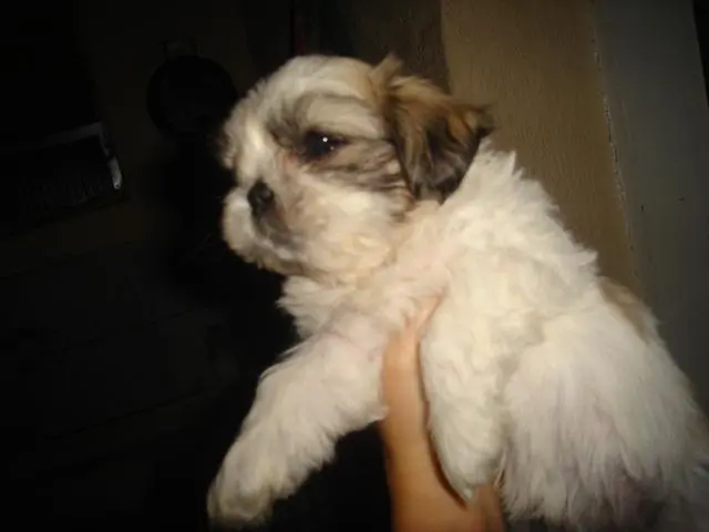 Lhasa Apso Lindos Filhotes