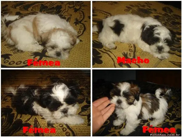 Filhotes de Lhasa Apso Puros