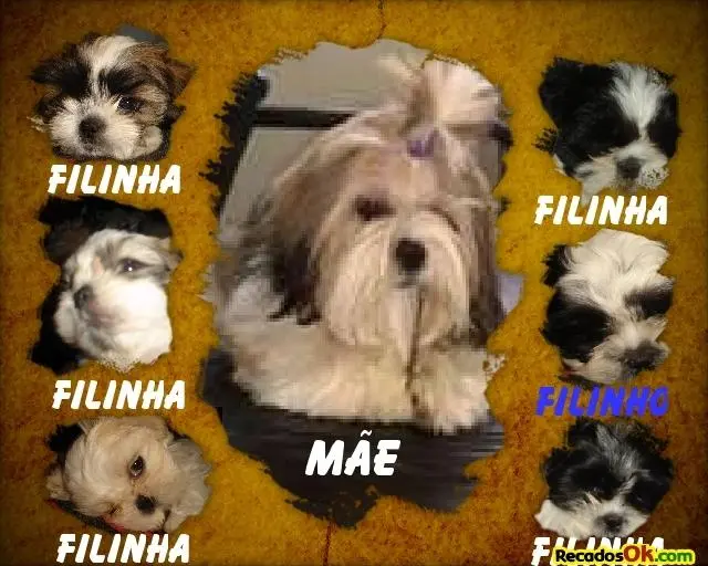 Filhotes de Lhasa Apso Puros