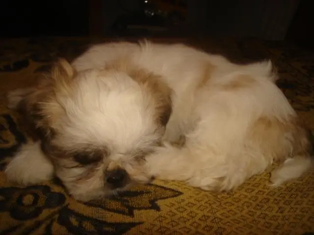 Filhotes de Lhasa Apso Puros