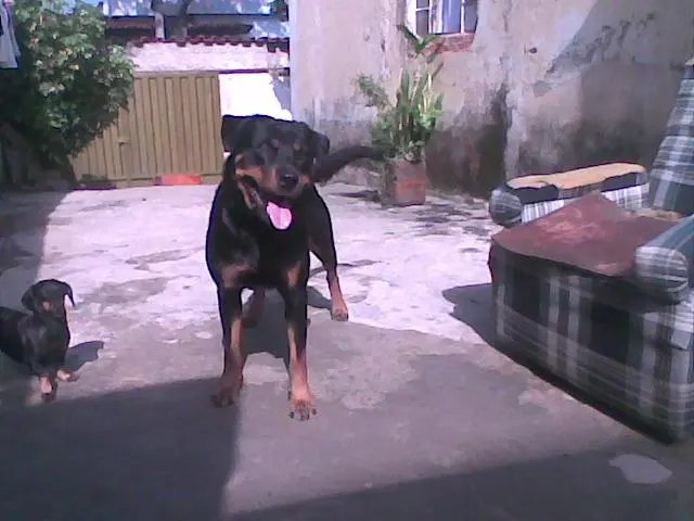 FILHOTE DE ROTTWEILER PROÇEDENCIA E QUALIDADE GRANTIDA