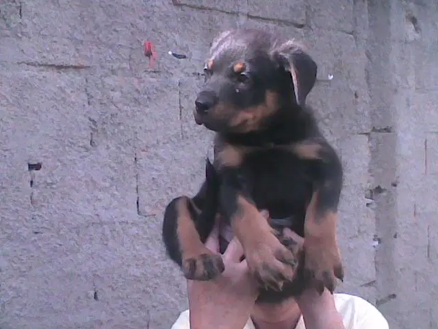 Lindissimo Filhote de Rottweiler, pedigree Alto nivel