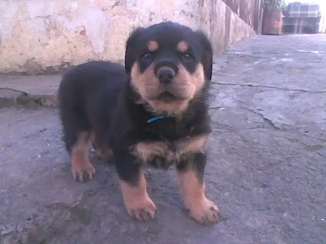 Rottweiler temos um lindo filhotão disponivel a venda