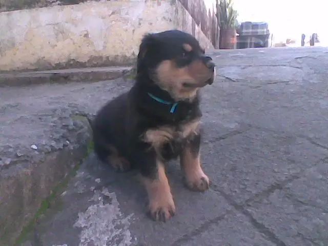 Filhote de Rottweiler macho linhagem Alemã