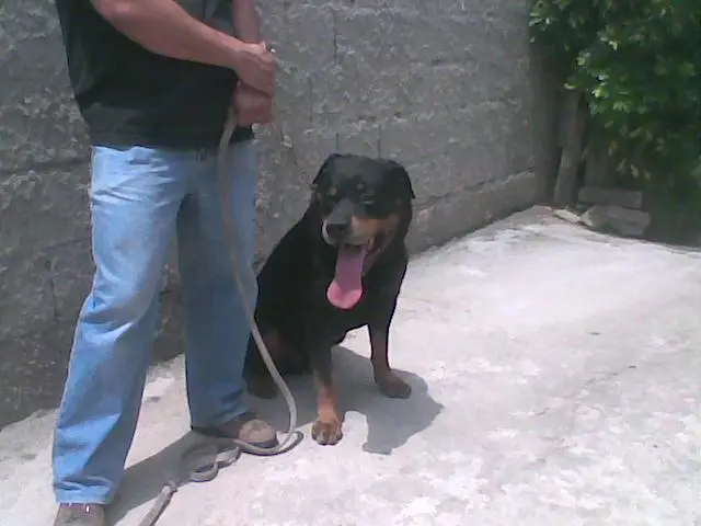 Filhote de Rottweiler macho linhagem Alemã
