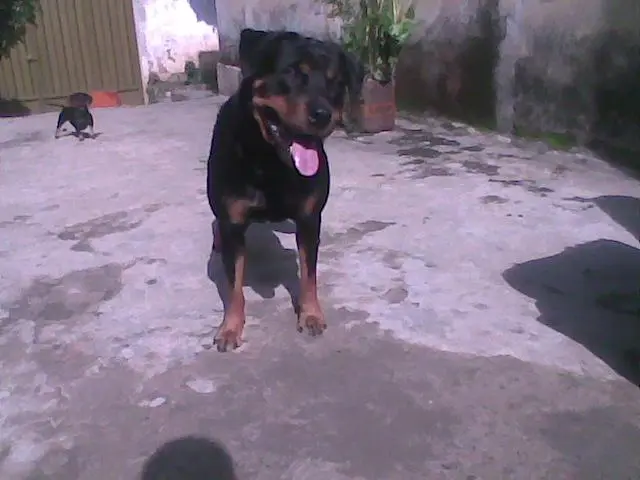 Filhote de Rottweiler macho linhagem Alemã