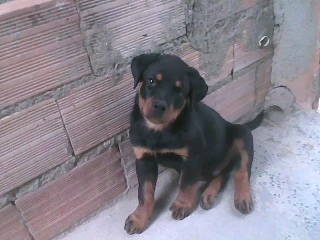 ROTTWEILER FILHOTE ALTISSIMO NIVEL COM PEDIGREE