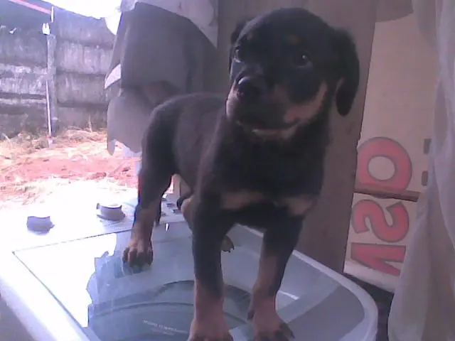ROTTWEILER FILHOTE ALTISSIMO NIVEL COM PEDIGREE