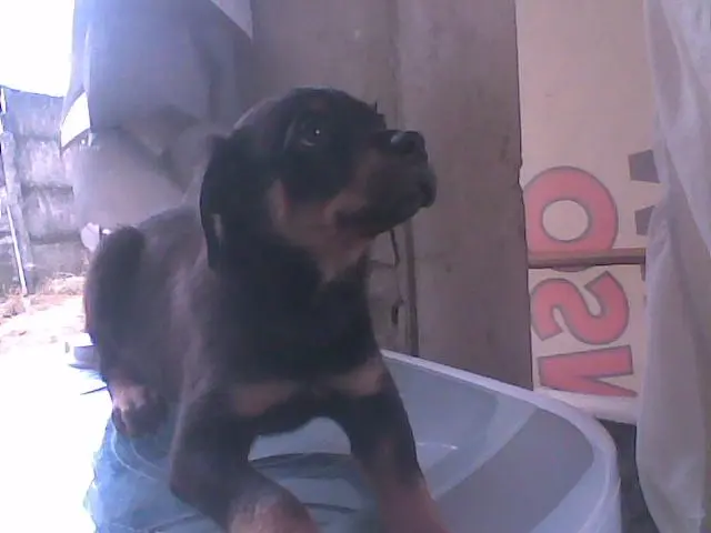 ROTTWEILER FILHOTE ALTISSIMO NIVEL COM PEDIGREE