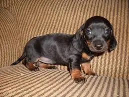 Dachshund Miniatura filhotes belissimos