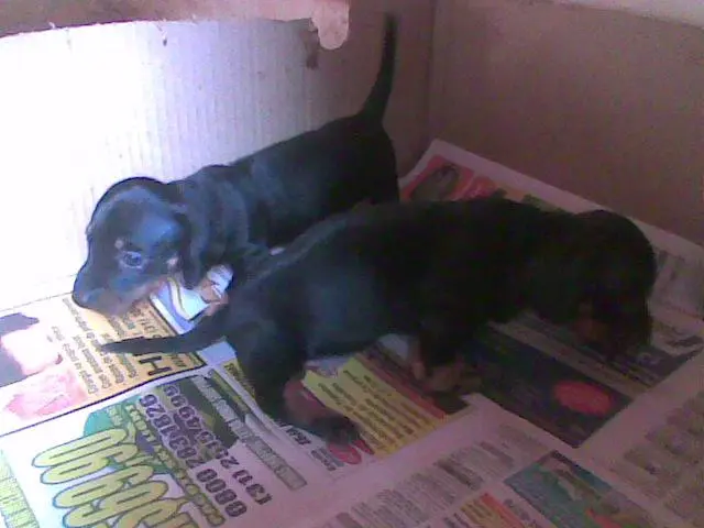 Dachshund Miniatura filhotes Alto nivel