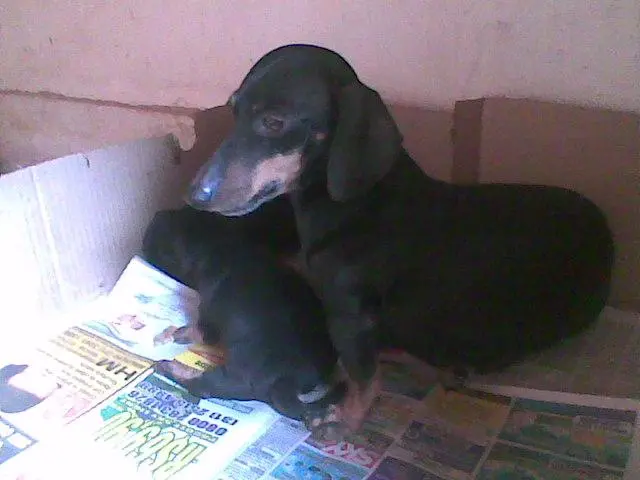 Dachshund Miniatura filhotes Alto nivel