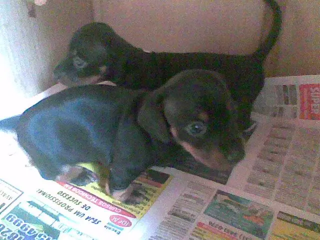 Dachshund Miniatura Kaninchen Exçelentes filhotes