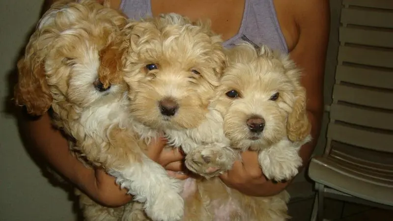Filhote de Lhasa Apso