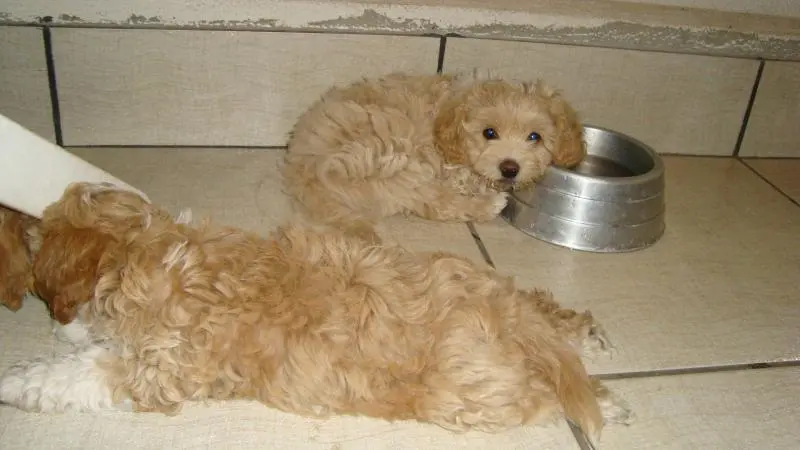 Filhote de Lhasa Apso