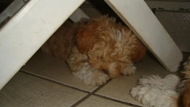 Filhote de Lhasa Apso