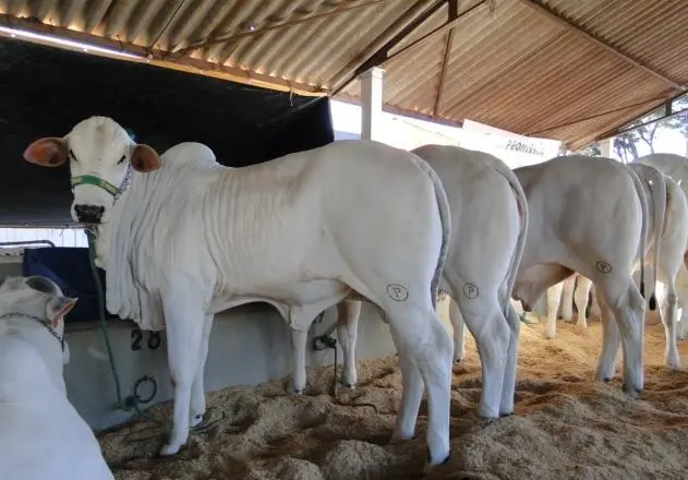 VENDA DE FAZENDAS E SÍTIOS NO INTERIOR DE SÃO PAULO E MATO GROSSO DO SUL