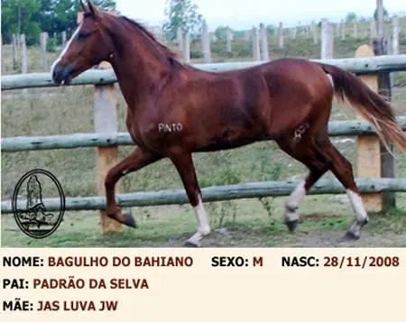 POTRO MANGALARGA EXTRAORDINÁRIO
