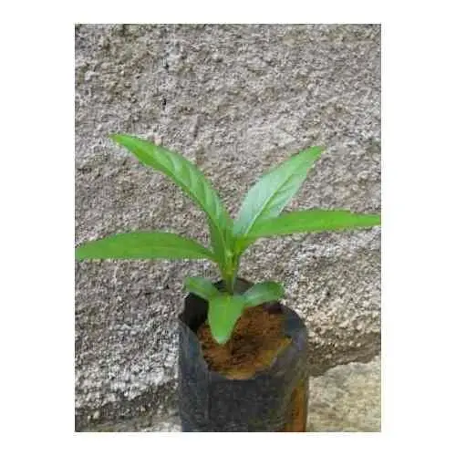EXTRATO CONCENTRADO DE NONI- 101 BENEFICIOS A SAUDE