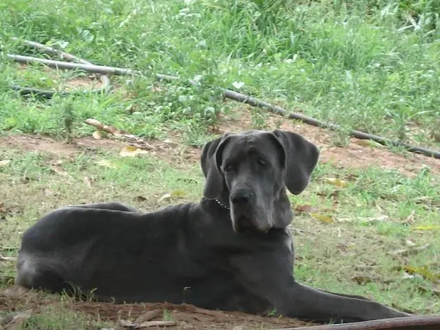 Filhotes de dogue alemão azuis e pretos