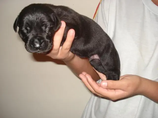 Filhotes de dogue alemão azuis e pretos