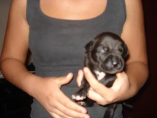 Filhotes de dogue alemão azuis e pretos