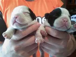 FILHOTES DE BULLDOG FRANCÊS