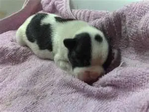 FILHOTES DE BULLDOG FRANCÊS