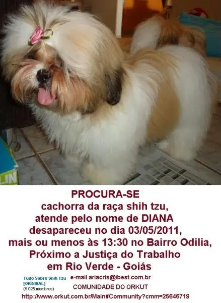 Procura-se por DIANA Shih Tzu Desaparecida no Bairro Odilía - Rio Verde- Goiás — Rio Verde
