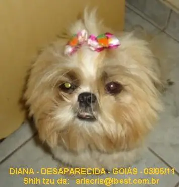 Procura-se por DIANA Shih Tzu Desaparecida no Bairro Odilía - Rio Verde- Goiás — Rio Verde