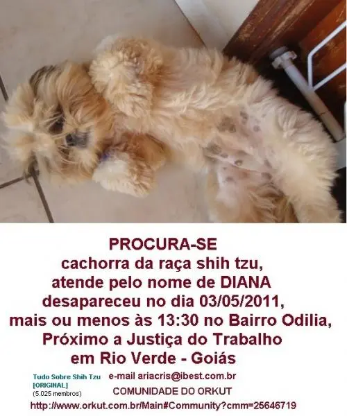 Procura-se por DIANA Shih Tzu Desaparecida no Bairro Odilía - Rio Verde- Goiás — Rio Verde