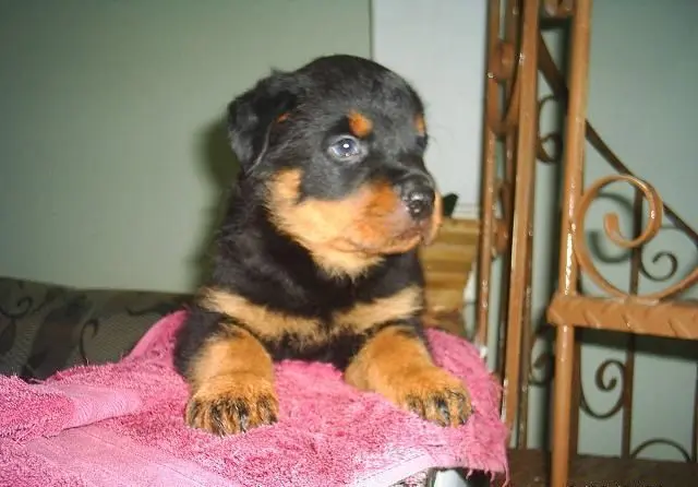 Filhotes de Rottweiler Europeu