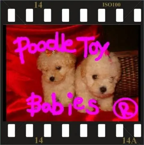 POODLE MICRO E POODLE TOY ESPECIALIZADO EM POODLES LOVPUPPIES KENNEL