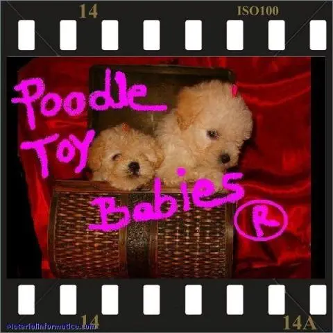 VERDADEIROS BIBELOS POODLE MICRO E POODLE TOY SEU PRESENTE ORIGINAL