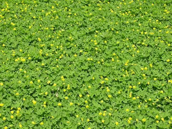 SEMENTES À VENDA - MENDOIM FORRAGEIRO PARA JARDINAGEM E PASTAGEM