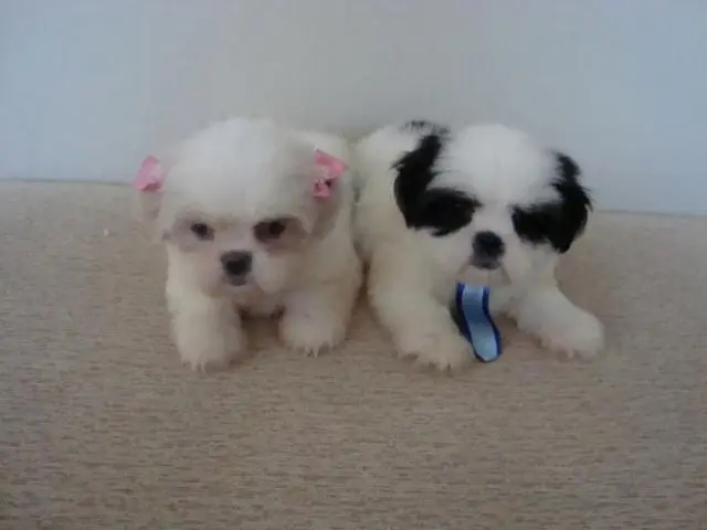 LINDOS FILHOTES DE LHASA APSO, MACHOS
