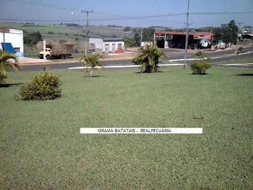 GRAME SEU SITIO, CHÁCARA, EMPRESA OU FAÇA SEU CAMPO DE FUTEBOL Com SEMENTES