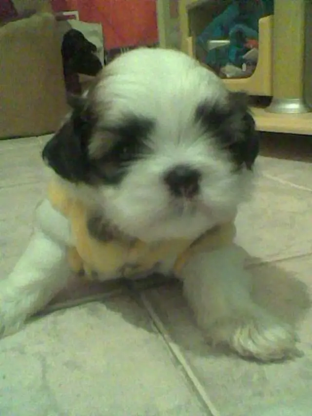 SHIH TZU MENOR TAMANHO