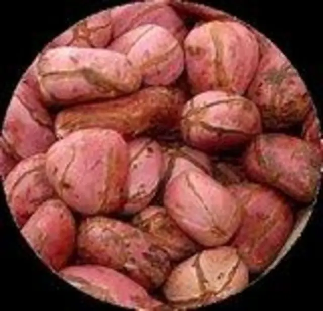 BABALORIXA DUDA TY LOGUNEDE